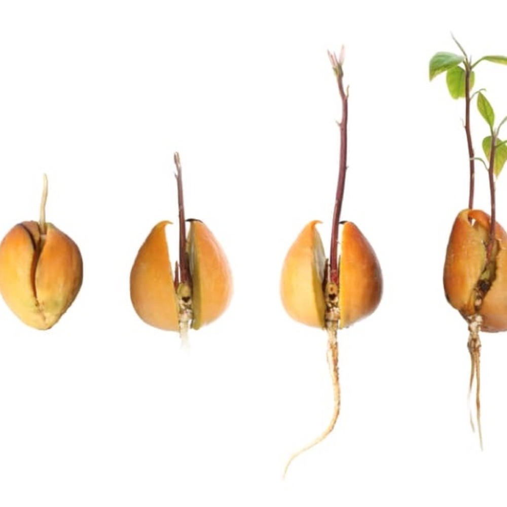 Avocado Sprouted Seeds/Trees